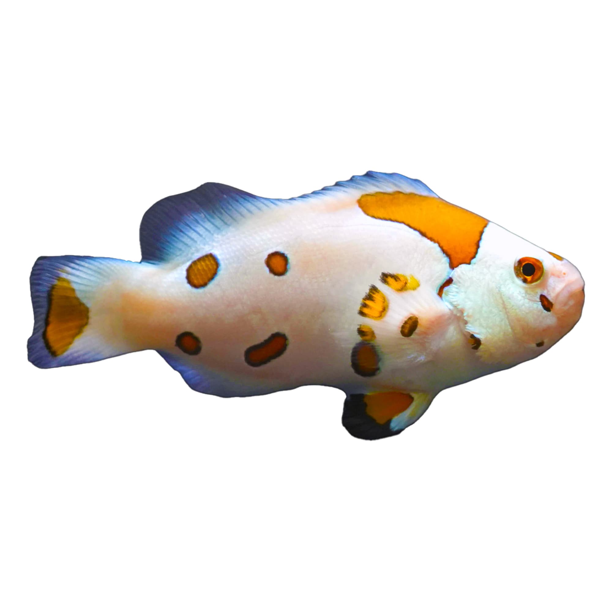 Aquacultured White Storm Ocellaris Clownfish Amphiprion Ocellaris