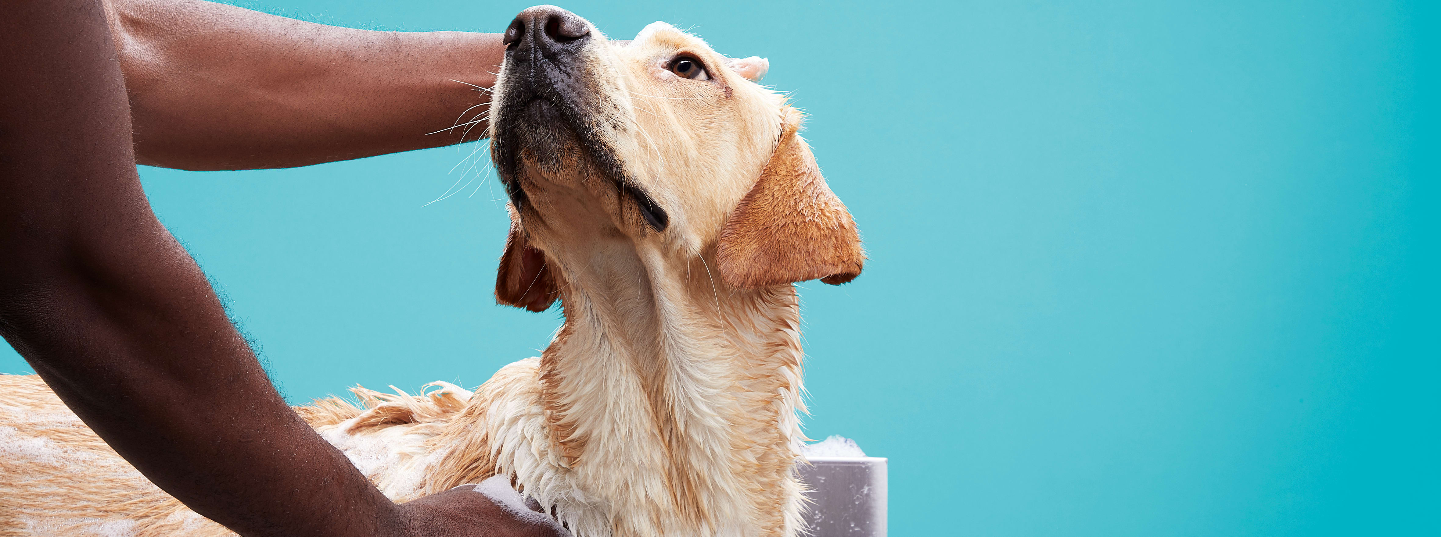 pets at home puppy groom