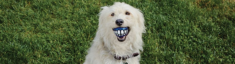 dog teeth cleaning at petsmart