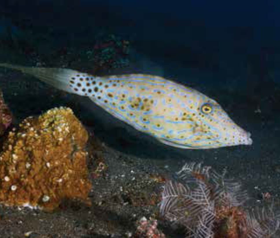 filefish care