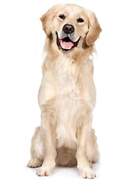 petco nutro ultra senior