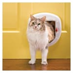 petco cat door