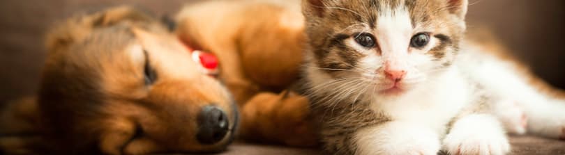 kitten sick after first vaccination