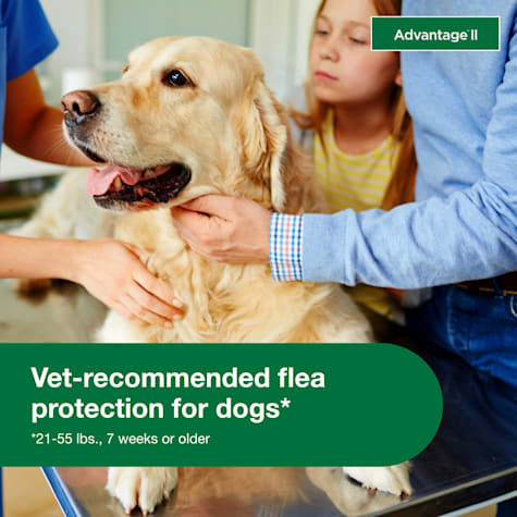 once a year flea treatment for dogs
