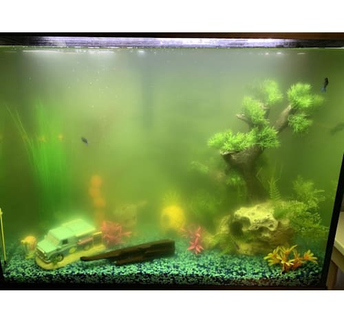 Petco sale fish water