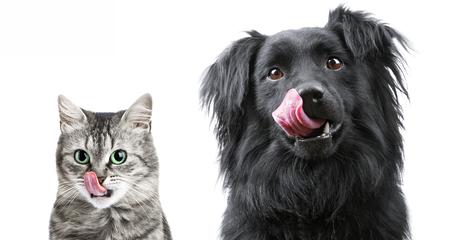 What to Do When Your Pet Eats Bad Food: Food Poisoning Guide
