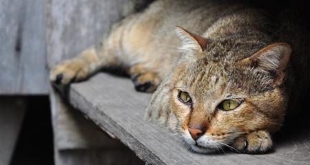 Early Signs of Cat Kidney Disease: What Every Pet Owner Needs to Know