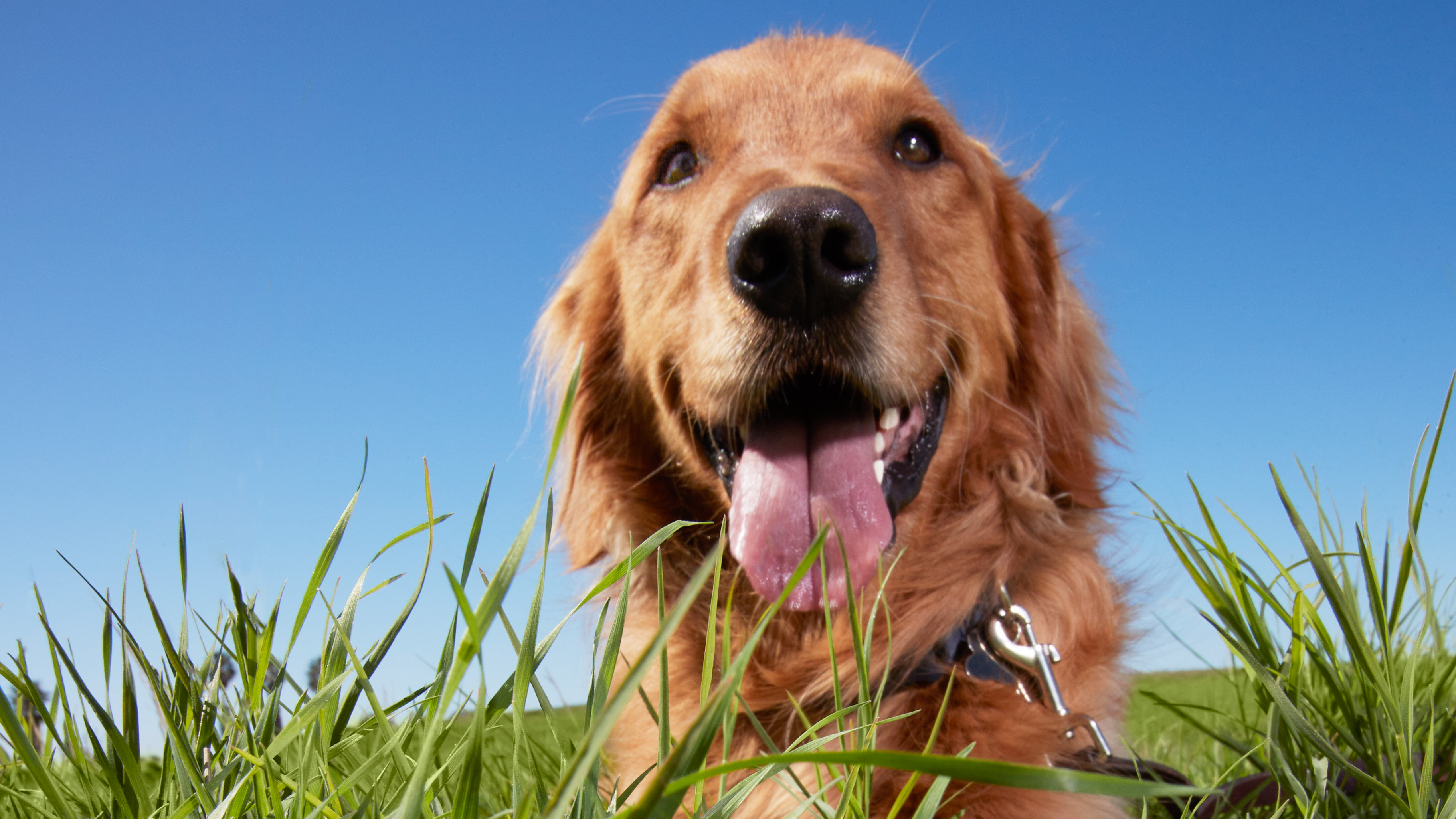 Why Does My Dog Eat Grass?