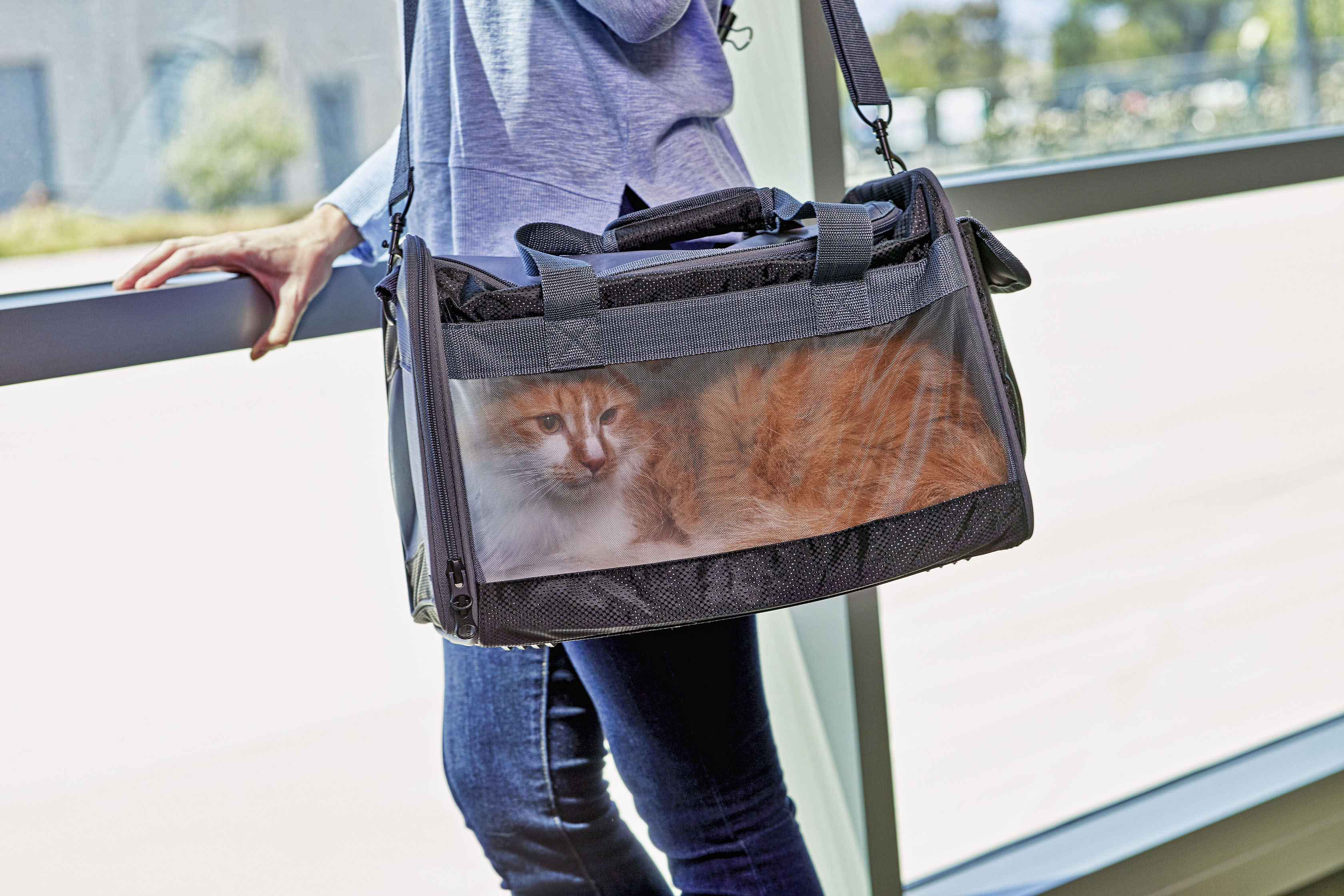 How to Travel with Your Cat: Your Guide to a Purr-fect Journey