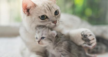 Pregnant Cat Labor: What to Expect & How to Prepare for Kittens