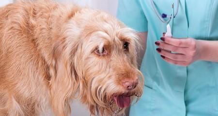 Is Your Pet Hot? 5 Causes of Fever & What to Do for Dogs/Cats