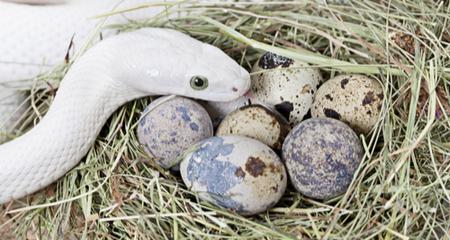 Reptile Egg Bound? Spot Signs, Causes, Treatment & Prevention
