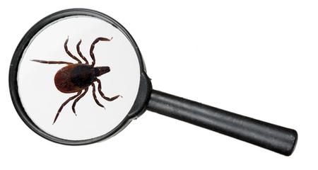 Found a Tick on Your Pet or in Your Home? Safe Removal & Prevention