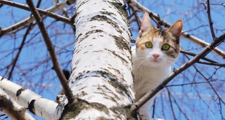 Cat Stuck in Tree? 4 Safe & Effective Ways to Get Your Cat Down