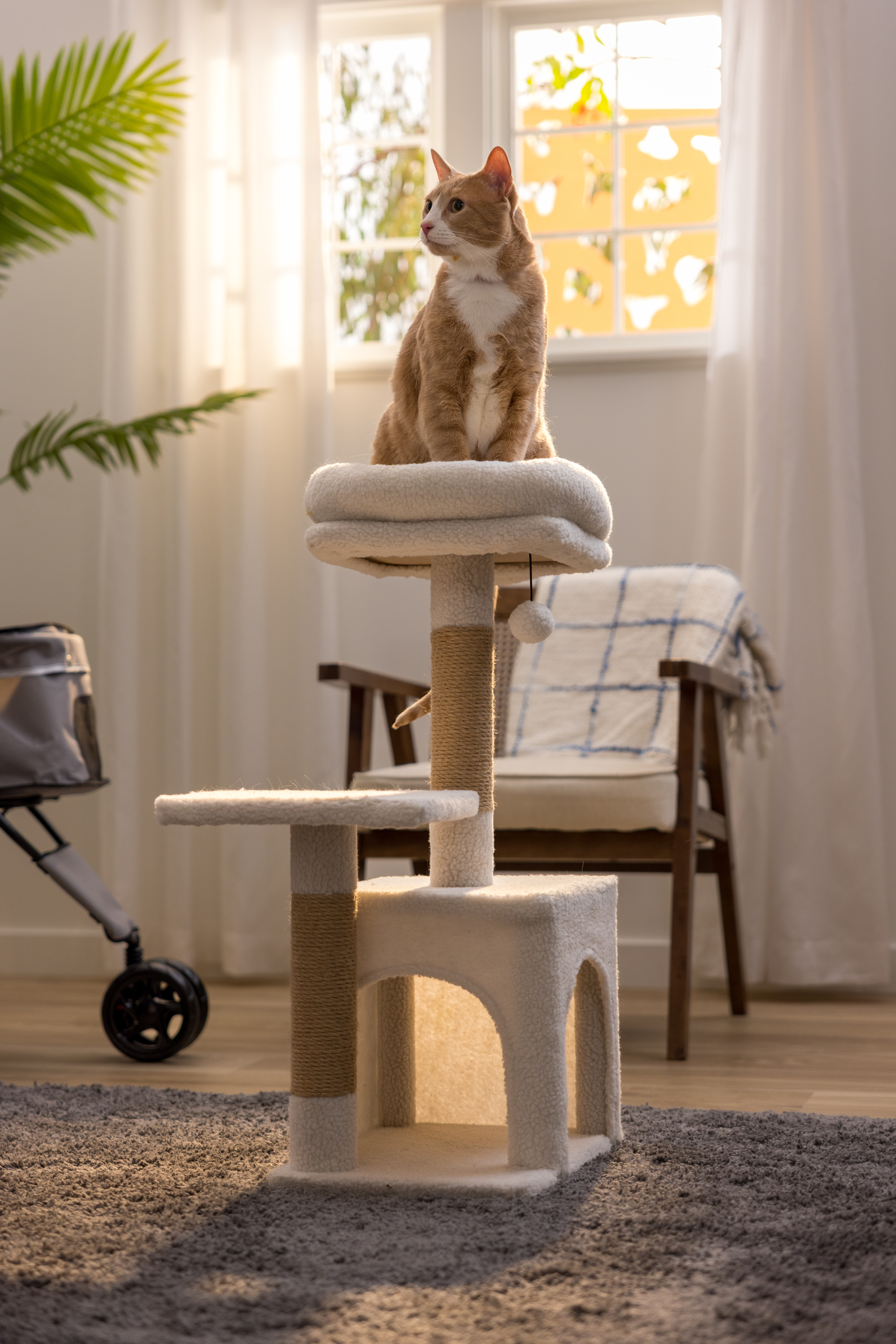 Houseplants Toxic to Cats