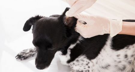 Dog Ear Cleaning: 6 Mistakes to Avoid for Healthy, Happy Ears
