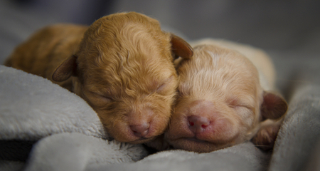 Caring for Orphaned Newborn Puppies: Your Essential Step-by-Step Guide