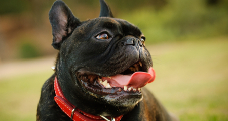 Dog Heat Stroke: Spot Symptoms, Act Fast & Save Your Dog's Life