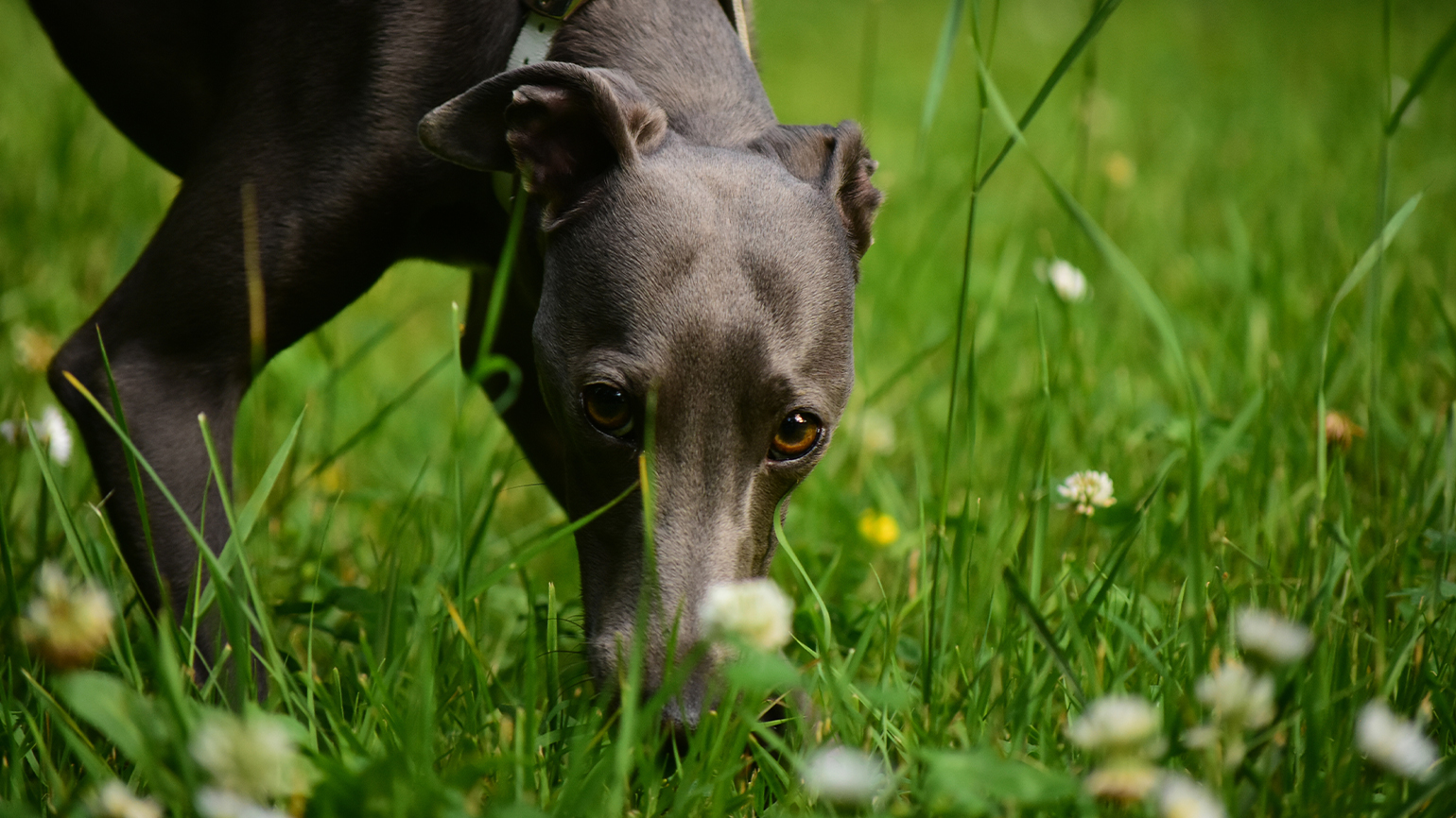 Can Dogs Have Seasonal Allergies? 
