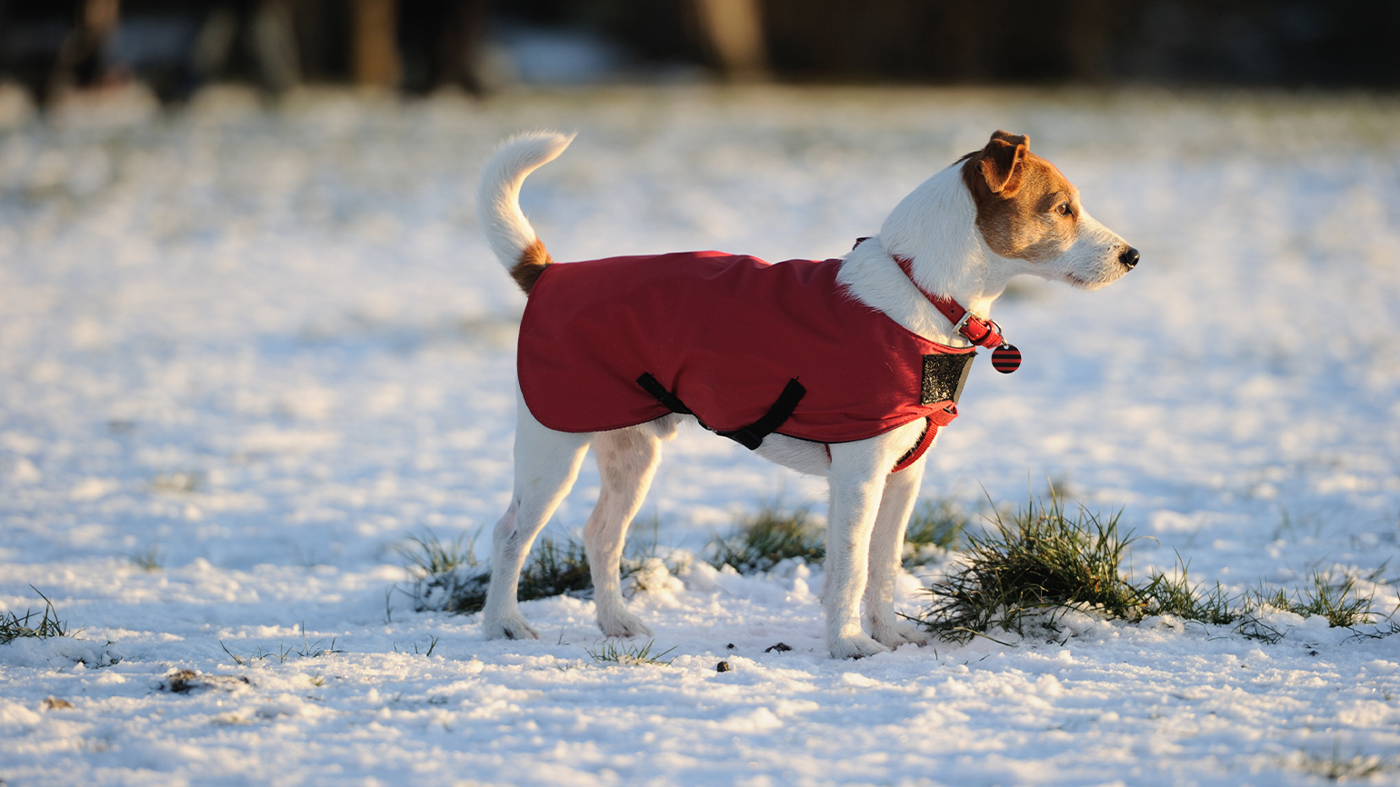 Does my dog or cat need a coat? Do they even like them?