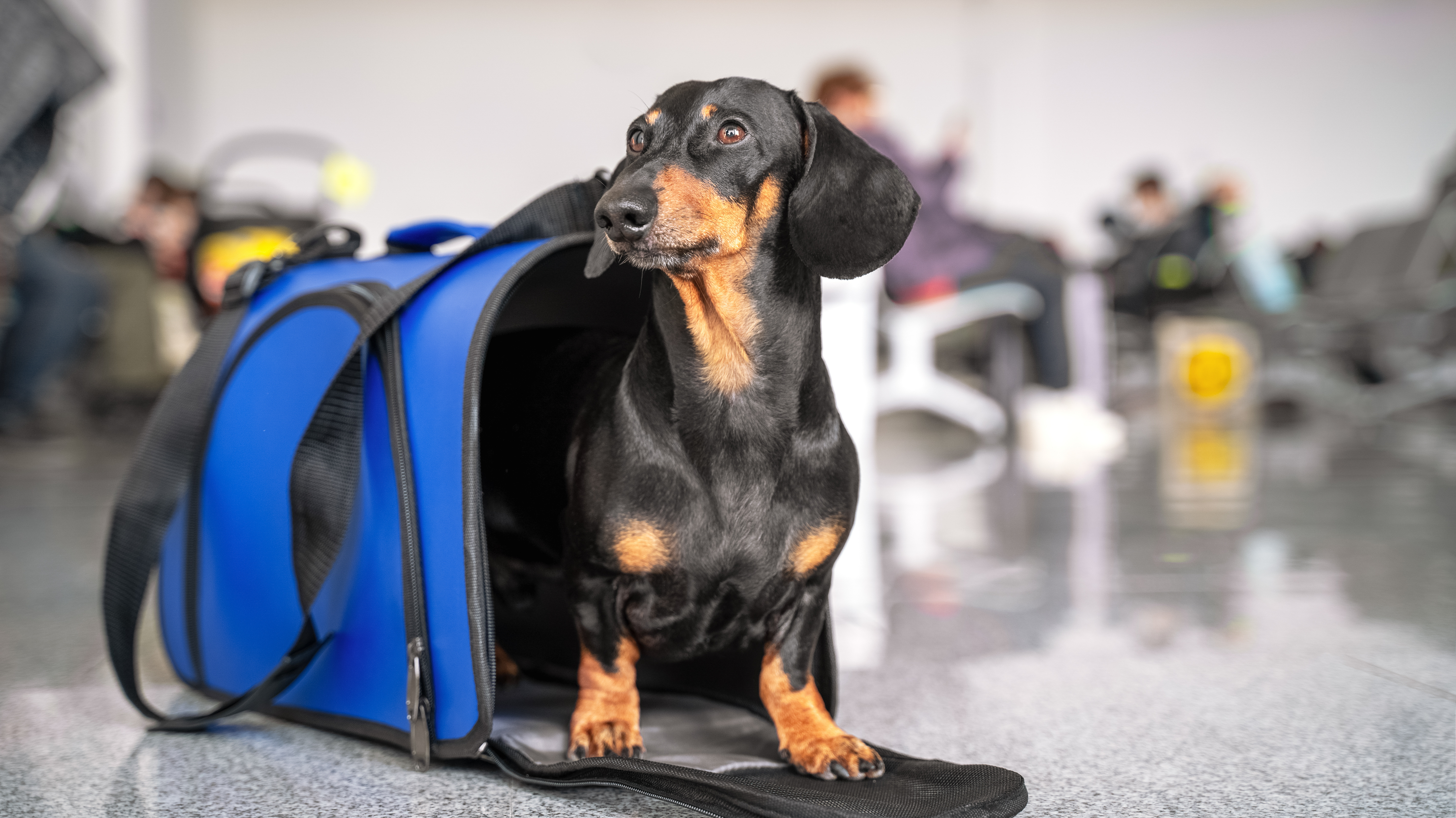 How to Travel with Your Dog: Safe, Stress-Free & Happy Trips