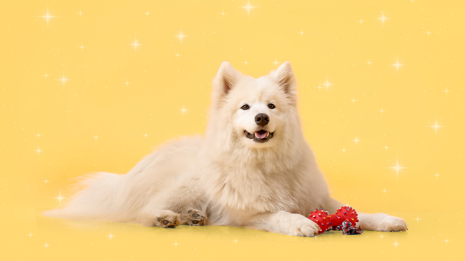 Dog Astrology: What’s My Dog’s Star Sign?