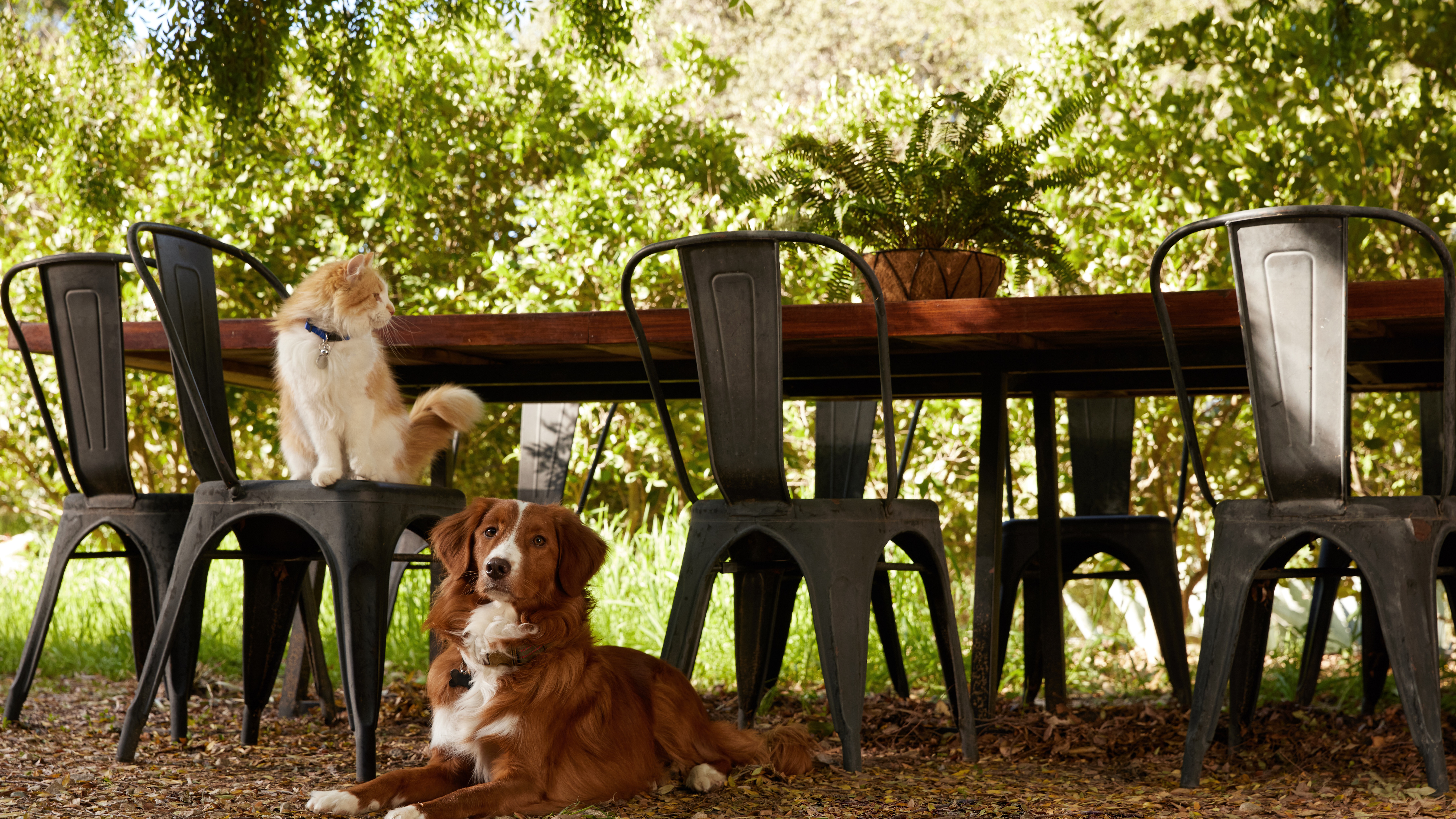 Eco-Friendly Pet Care: 5 Easy Tips for Sustainable Pet Parents