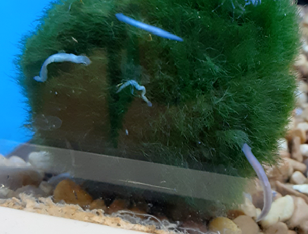 Types Of White Worms In Fish Tanks Petco