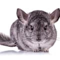 Chinchilla Care Guide