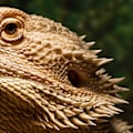 Bearded Dragon Behavior