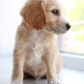 How to Potty Train a Puppy