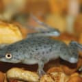African Dwarf Frog Care Guide