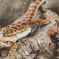 Reptile Lighting: Choose the Best Heat & UVB Lamp for Your Pet | Petco