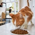 What to Look for in a Quality Pet Food