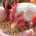 What to Feed Chickens