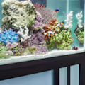  How to Dechlorinate Tap Water for Fish