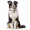 New Dog Guide for Pet Parents