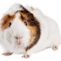 Guinea Pig Care Guide