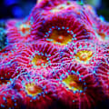  Ammonia in Your Fish Tank