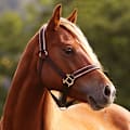 Best Horse Breeds: Choose Your Perfect Match