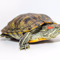 Red-Eared Slider Care Guide