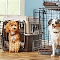 Puppy and Dog Crate Training