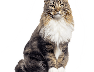 New Cat Pet Parent Guide