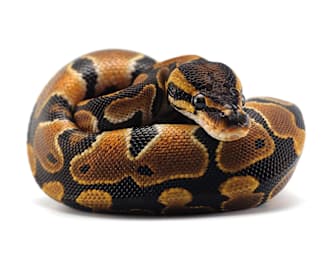 Ball Python Care Guide