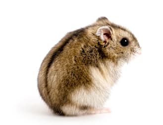 Dwarf Hamster Care Guide