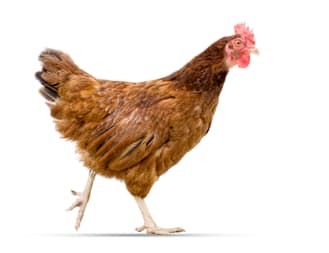 Backyard Chickens: Beginner's Guide to Starting Your Flock