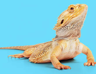 Bearded Dragon Brumation Guide
