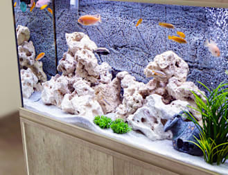 Aquatic Water Quality and Care