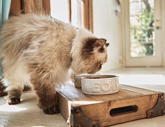 How to Switch Your Cat's Food