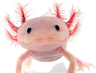 Axolotl Care Guide: Habitat, Food & Health